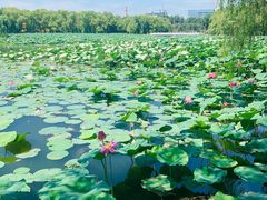 -长春市南湖公园