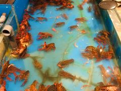 -星伦多海鲜自助餐厅(万达百货店)