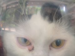 -瑞鹏宠物医院·夜间急症·心超·猫科(祖庙分店)