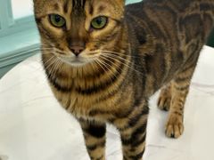 -安格丽娜·狗咖·猫咖羊驼咖(春熙路百盛商场店)