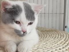 -Cappucimeow猫咪咖啡馆(韦伯时代店)