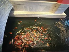 -龙悦湾酒家·八阵鱼生·渔人码头店