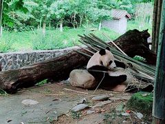 -都江堰中华大熊猫苑