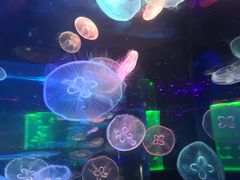 -锦艺城海洋馆