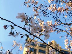 -高东镇樱花园