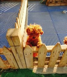 -萌宠亲子动物乐园(槐房万达店)