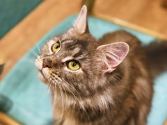 -猫色咖啡·猫咖
