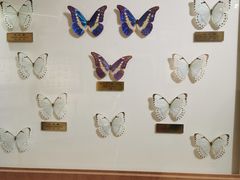 -上海昆虫博物馆