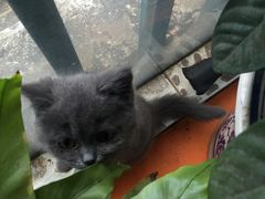 -喵zoo家庭繁育猫舍(尖东智能花园店)