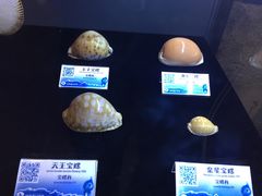 -贝壳梦幻世界