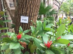-香港大学