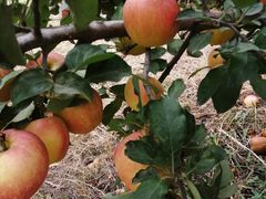 -万源龙顺度假庄园生态观光园