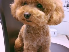 -PETKIT 小佩宠物·低压洗护·美容·寄养(安远店)