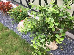 -一尺花园(安和花园店)