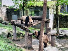-都江堰中华大熊猫苑