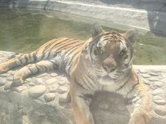 -栾川竹海野生动物园