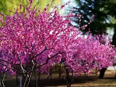 -石家庄市植物园