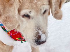 -百好乐宠物友好餐厅(朝外大街店)