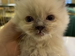 -喵喵咪呀布偶猫咖(春熙路店)