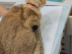 -博特宠物医院24h犬猫全科.骨科·异宠