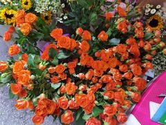 -循礼门鲜花花市(武汉循礼门店)