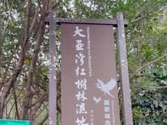 -大亚湾红树林城市湿地公园