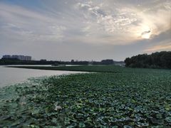 -大兴滨河森林公园