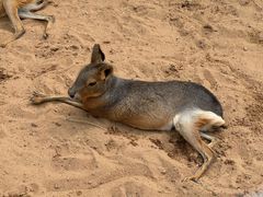 -西霞口神雕山野生动物世界