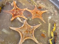 -千岛蚝高压锅生蚝·人参火锅(白云万达店)