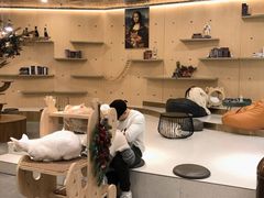 -飞行喵MR PILOT|猫舍·猫咖(静安大融城店)