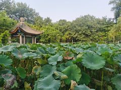 -莲湖公园