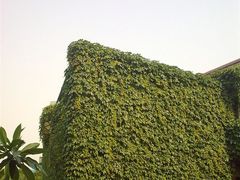 -小洲村