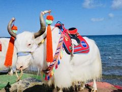 -青海湖国家重点风景名胜区