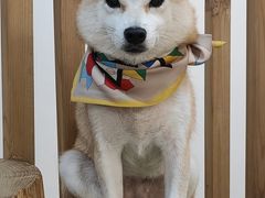 -柴迷FANS CLUB·柴犬狗咖·猫咖