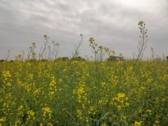 -光明小镇欢乐田园