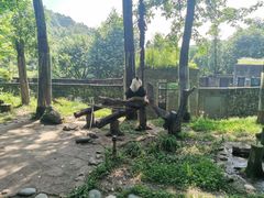 -都江堰中华大熊猫苑