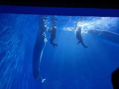 -多彩贵州城极地海洋世界