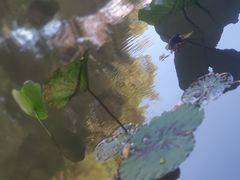 -燕晗山郊野公园