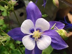 -双季花艺园艺市场(浦东店)