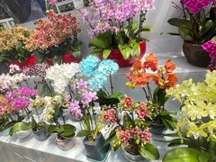-朝来春花卉市场