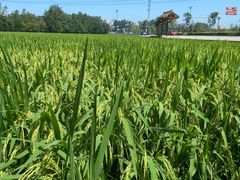 -桤木河湿地公园