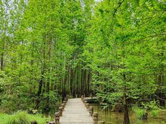 -桤木河湿地公园