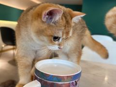 -飞行喵MR PILOT|猫舍·猫咖(静安大融城店)