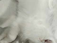 -安格丽娜·狗咖·猫咖羊驼咖(春熙路百盛商场店)