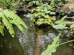 -海南热带野生动植物园