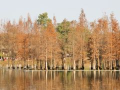 -白鹭湾湿地公园