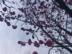 -徽园