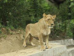-栾川竹海野生动物园