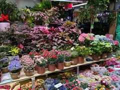 -花鸟鱼虫鲜花绿植市场(玉泉路店)