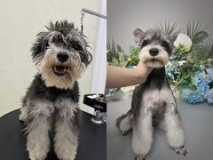 -BABIT巴比特宠物(MOMOPARK店)